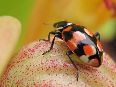 Larva de Eriopis connexa